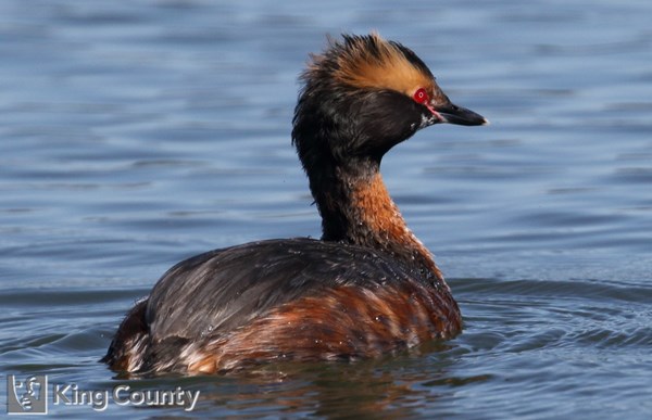 Photo of Podiceps auritus